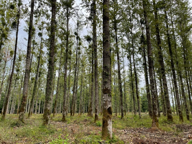 Photos 1 - Forestière - Peupleraie de 7 ha arrivée à maturité dans les Vosges