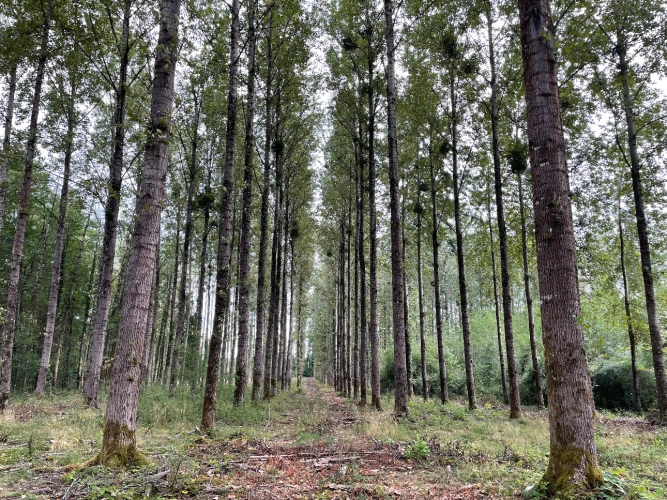 Photos 2 - Forestière - Peupleraie de 7 ha arrivée à maturité dans les Vosges