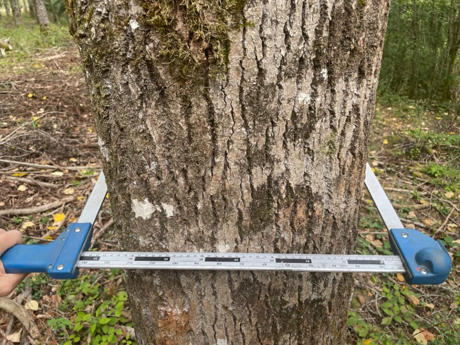 Photos 3 - Forestière - Peupleraie de 7 ha arrivée à maturité dans les Vosges