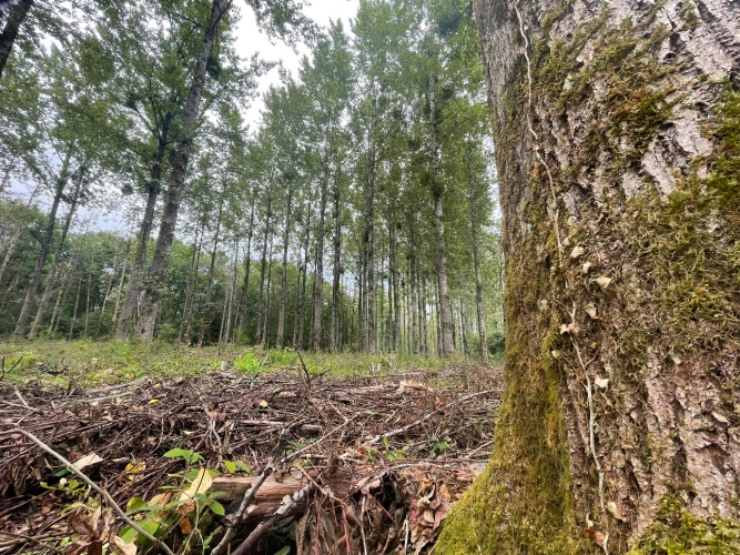 Photos 4 - Forestière - Peupleraie de 7 ha arrivée à maturité dans les Vosges