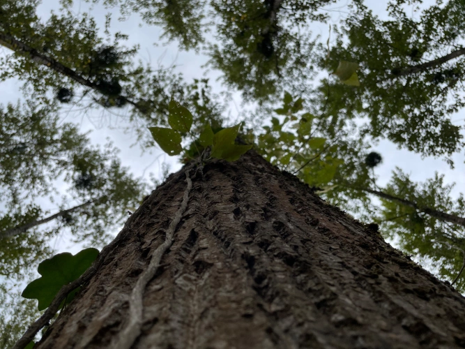 Photos 5 - Forestière - Peupleraie de 7 ha arrivée à maturité dans les Vosges