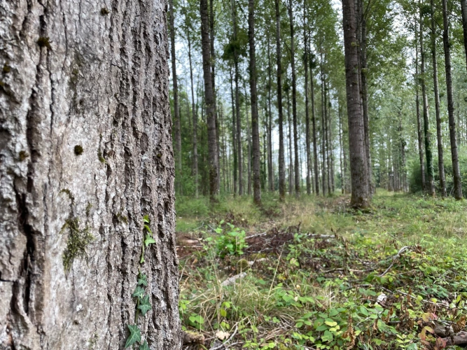 Photos 6 - Forestière - Peupleraie de 7 ha arrivée à maturité dans les Vosges