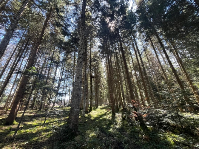 Photos 1 - Forestière - Margeride : 52 ha, actifs forestiers diversifiés et productifs