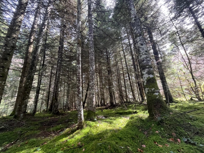 Photos 2 - Forestière - Margeride : 52 ha, actifs forestiers diversifiés et productifs