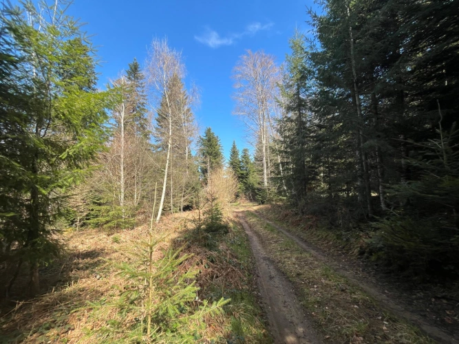 Photos 3 - Forestière - Margeride : 52 ha, actifs forestiers diversifiés et productifs