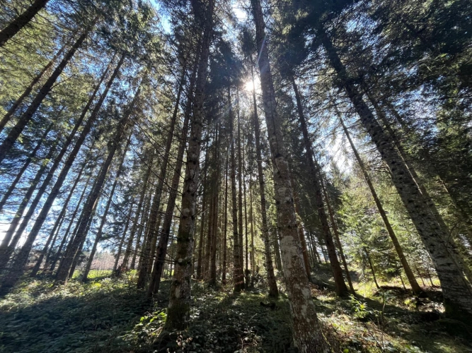 Photos 4 - Forestière - Margeride : 52 ha, actifs forestiers diversifiés et productifs