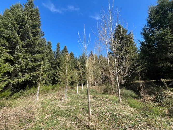 Photos 5 - Forestière - Margeride : 52 ha, actifs forestiers diversifiés et productifs