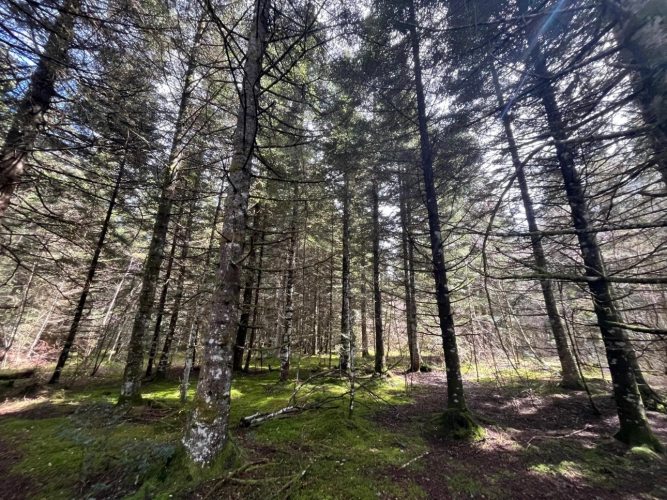 Photos 6 - Forestière - Margeride : 52 ha, actifs forestiers diversifiés et productifs