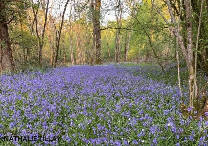 Photos 25 - Prestige - Plateau de Sologne, propriété d'agrément a vendre : Parc de 33 ha, piscine, tennis, biotope Solognot: bois, foret , prairies , étangs , petite chasse et peche. Proche Orleans