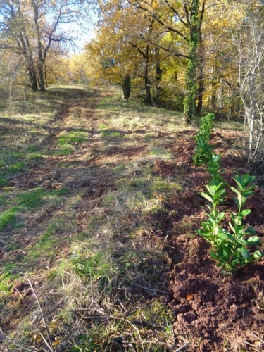 Photos 3 - Foncière - Terrain à vendre  ALBI (81)