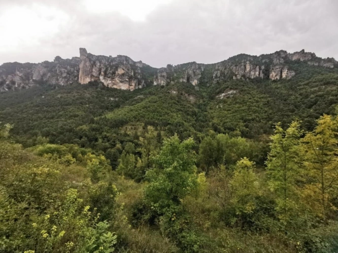 Photos 1 - Forestière - Terrain