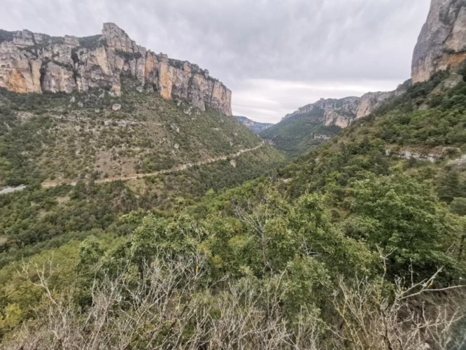 Photos 4 - Forestière - Terrain