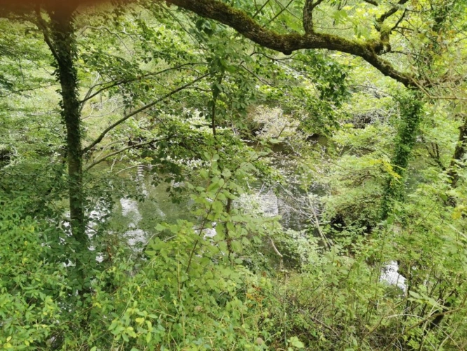 Photos 5 - Forestière - Terrain