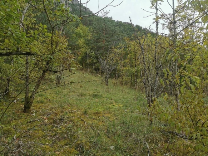 Photos 6 - Forestière - Terrain