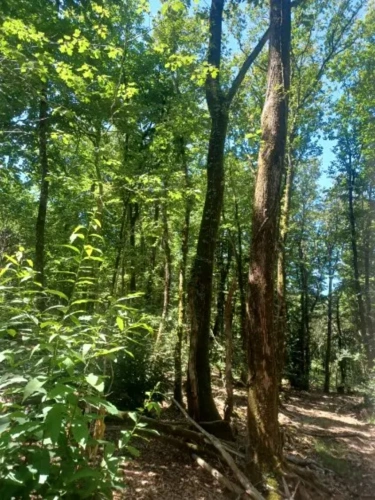 Photos 1 - Forestière - Parcelles boisées
