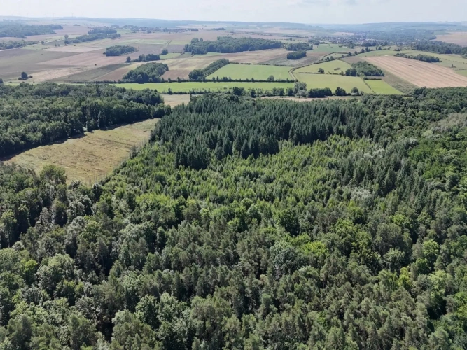 Photos 1 - Forestière - BELLE FORÊT DE PRODUCTION DE RÉSINEUX