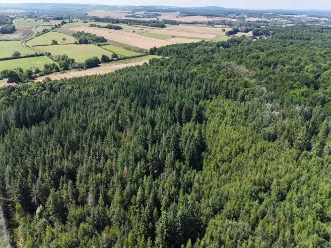 Photos 2 - Forestière - BELLE FORÊT DE PRODUCTION DE RÉSINEUX