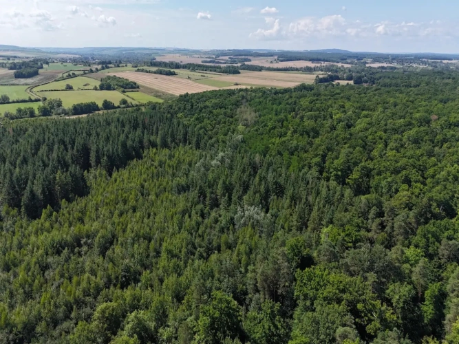 Photos 3 - Forestière - BELLE FORÊT DE PRODUCTION DE RÉSINEUX