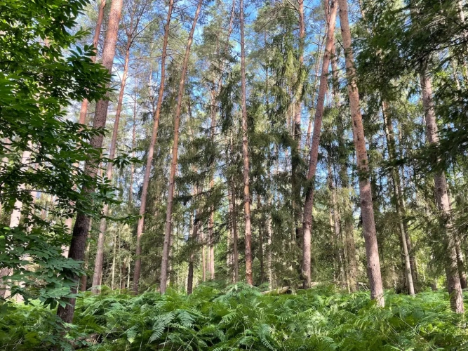Photos 4 - Forestière - BELLE FORÊT DE PRODUCTION DE RÉSINEUX