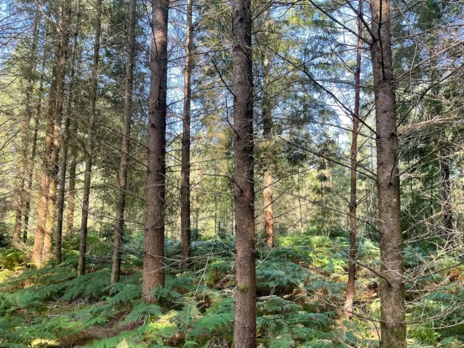Photos 5 - Forestière - BELLE FORÊT DE PRODUCTION DE RÉSINEUX