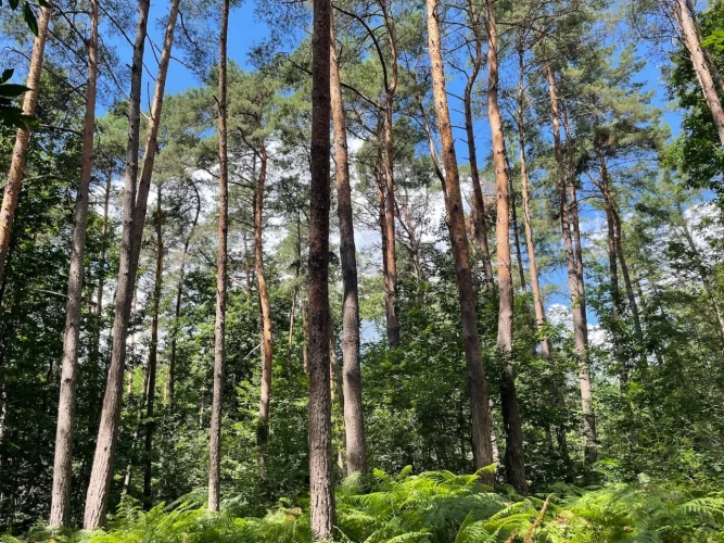 Photos 6 - Forestière - BELLE FORÊT DE PRODUCTION DE RÉSINEUX