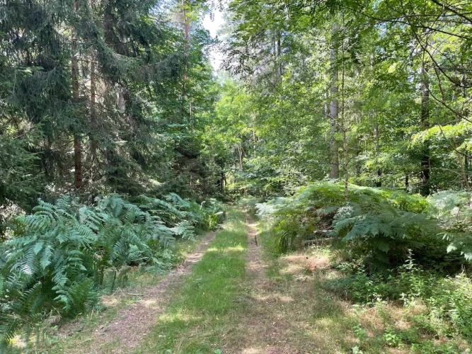 Photos 7 - Forestière - BELLE FORÊT DE PRODUCTION DE RÉSINEUX