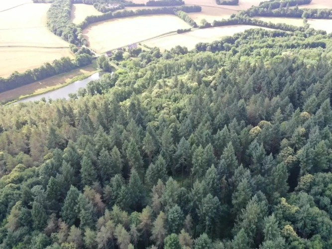 Photos 2 - Forestière - RICHE FUTAIE RÉSINEUSE D’UN SEUL TENANT