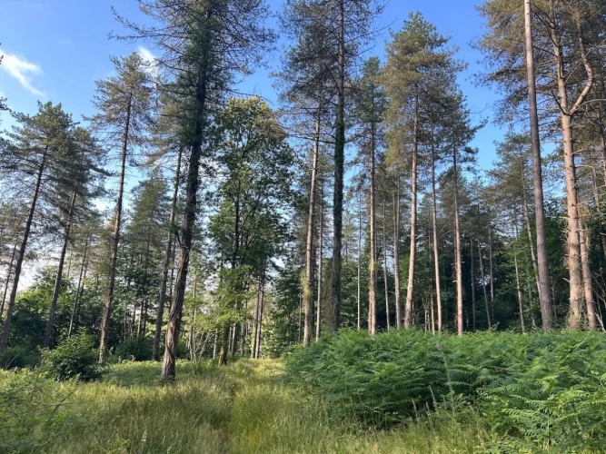 Photos 3 - Forestière - RICHE FUTAIE RÉSINEUSE D’UN SEUL TENANT