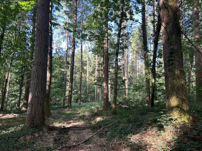 Photos 4 - Forestière - RICHE FUTAIE RÉSINEUSE D’UN SEUL TENANT