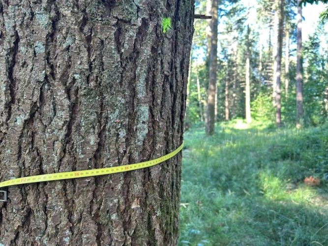 Photos 5 - Forestière - RICHE FUTAIE RÉSINEUSE D’UN SEUL TENANT