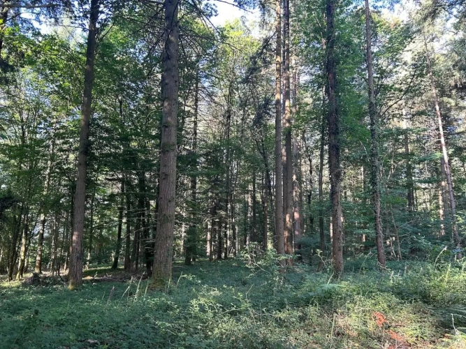 Photos 6 - Forestière - RICHE FUTAIE RÉSINEUSE D’UN SEUL TENANT