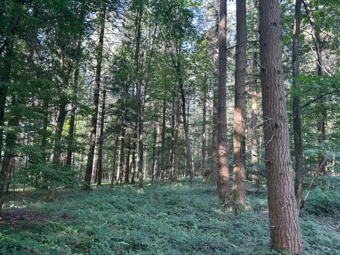 Photos 7 - Forestière - RICHE FUTAIE RÉSINEUSE D’UN SEUL TENANT