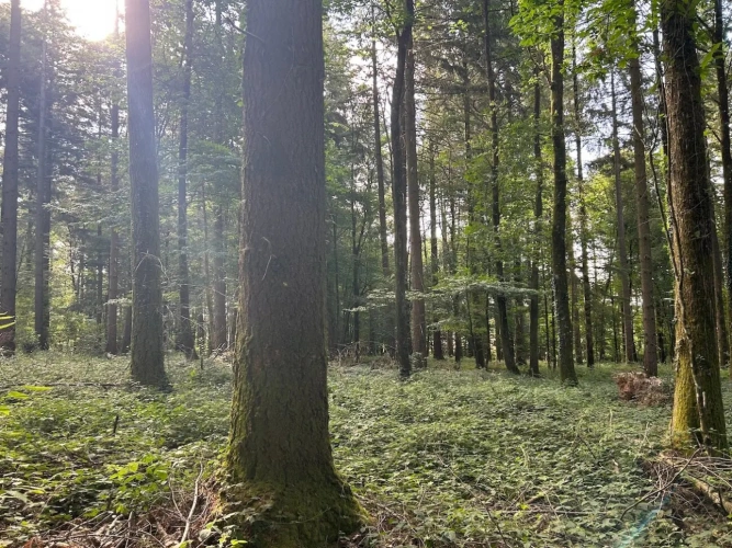 Photos 8 - Forestière - RICHE FUTAIE RÉSINEUSE D’UN SEUL TENANT