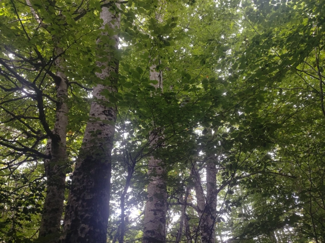 Photos 1 - Forestière - Forêt de feuillus sur les Monts de Lacaune