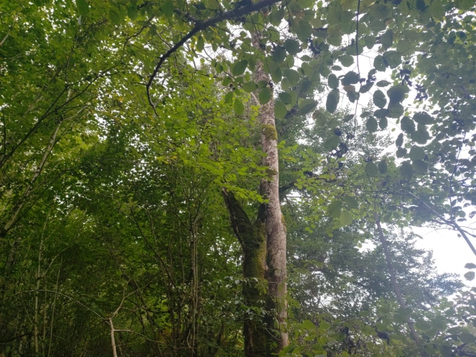 Photos 2 - Forestière - Forêt de feuillus sur les Monts de Lacaune