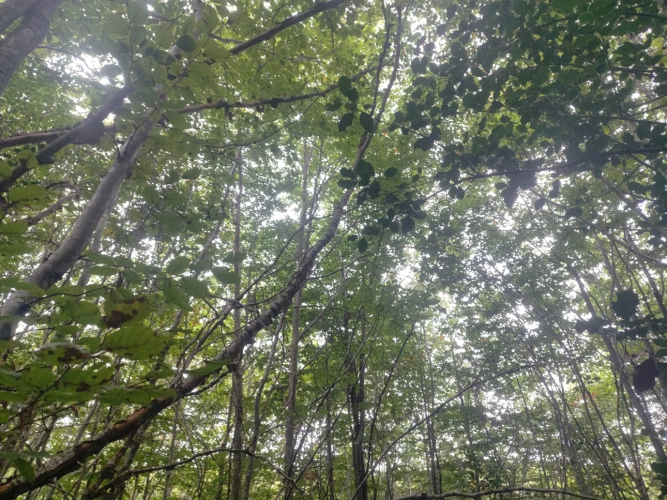 Photos 3 - Forestière - Forêt de feuillus sur les Monts de Lacaune