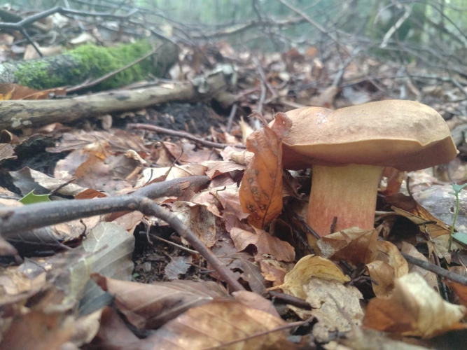 Photos 4 - Forestière - Forêt de feuillus sur les Monts de Lacaune