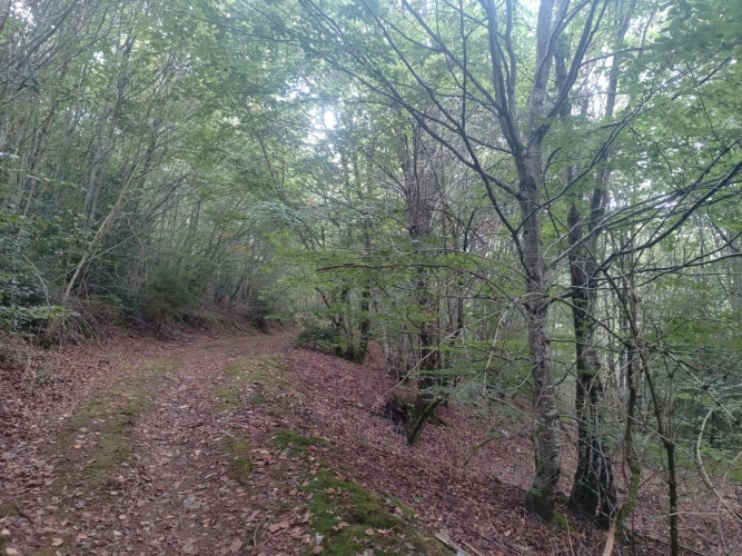 Photos 5 - Forestière - Forêt de feuillus sur les Monts de Lacaune