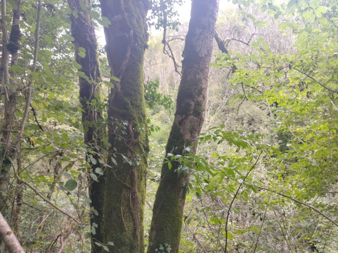 Photos 6 - Forestière - Forêt de feuillus sur les Monts de Lacaune