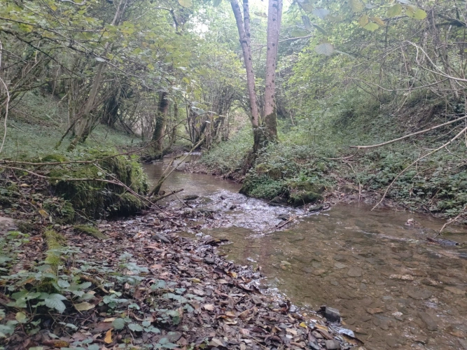 Photos 7 - Forestière - Forêt de feuillus sur les Monts de Lacaune