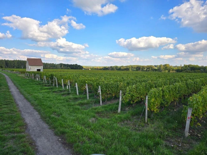Photos 11 - Viticole - Propriété viticole AOC Valençay