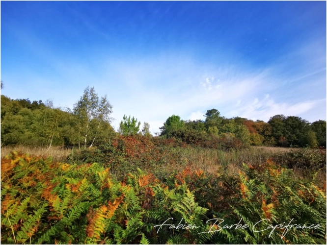 Photos 3 - Foncière - À vendre – Terrain de 20 000 m² avec bois, prairie et arbres fruitiers GUER (56)