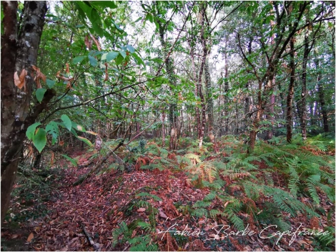 Photos 4 - Foncière - À vendre – Terrain de 20 000 m² avec bois, prairie et arbres fruitiers GUER (56)