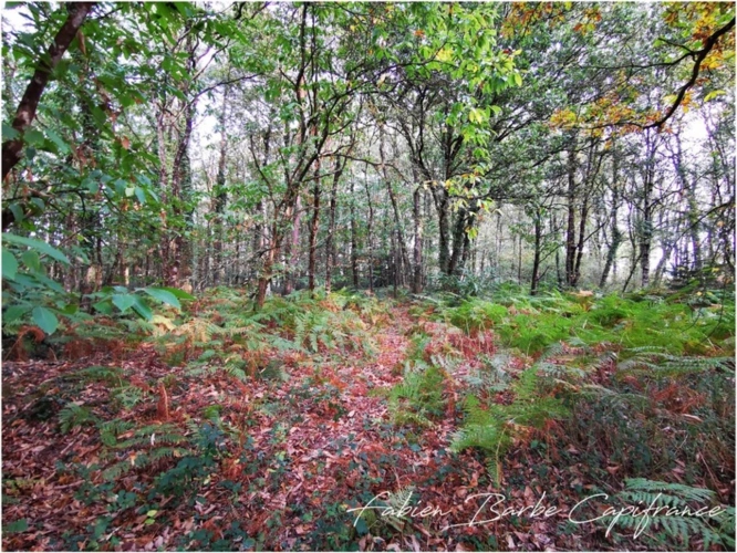 Photos 5 - Foncière - À vendre – Terrain de 20 000 m² avec bois, prairie et arbres fruitiers GUER (56)