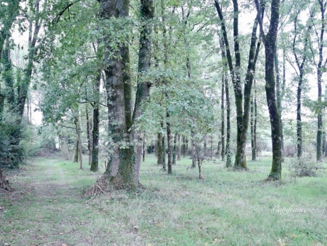 Photos 10 - Prestige - Grande maison familiale de caractère, piscine chauffée, forêt et calme – Secteur Mervent-Vouvant