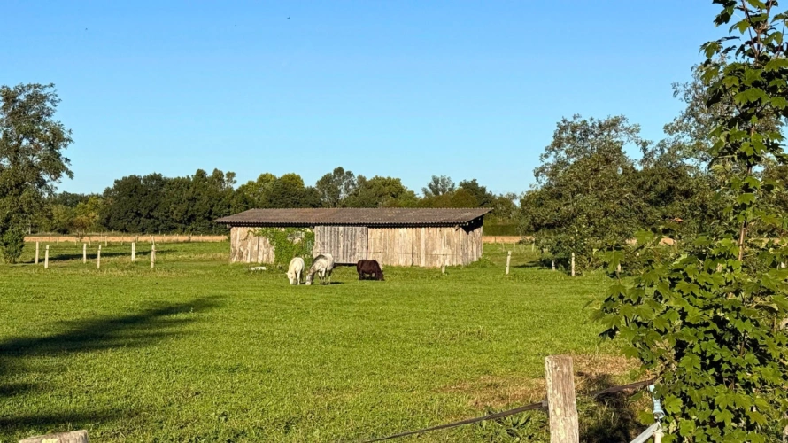 Photos 1 - Équestre - Vivez la passion équestre dans un cadre paisible et plein de potentiel : Tarn (81)