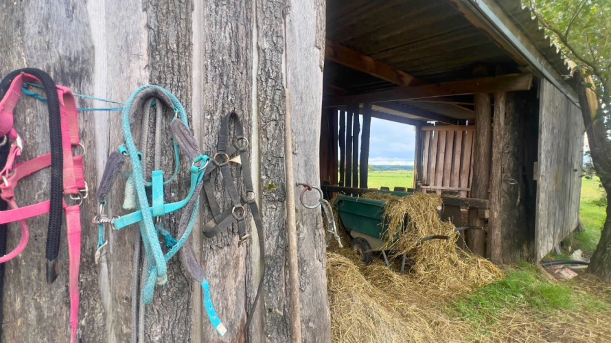 Photos 9 - Équestre - Vivez la passion équestre dans un cadre paisible et plein de potentiel : Tarn (81)