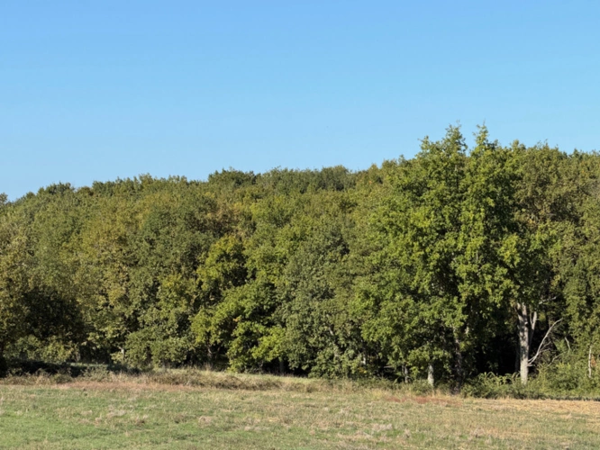 Photos 7 - Foncière - À VENDRE – Terres agricoles et parcelles boisées – 49 ha – Bassoues/Gers