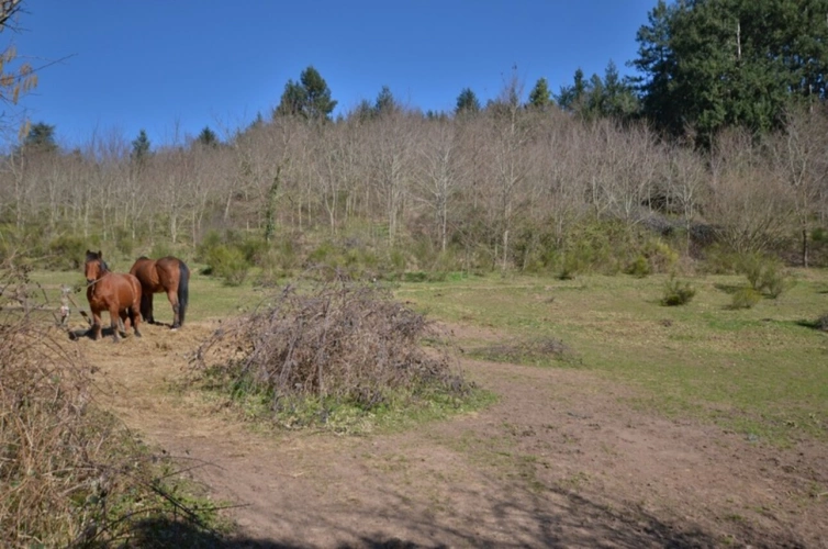 Photos 7 - Prestige - propriété 6 hectares, maison 200 m2