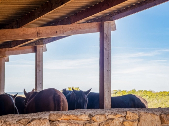 Photos 11 - Équestre - Propriété d’exception où le cheval est au cœur de la vie quotidienne proche de TOURNON D'AGENAIS (47)